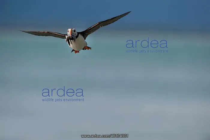 : NIS. Ardea Picture Library Contributors: NIS : NIS. Ardea Picture Library Contributors: NIS