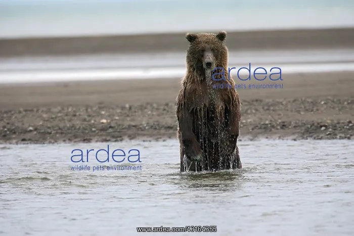 : NIS. Ardea Picture Library Contributors: NIS : NIS. Ardea Picture Library Contributors: NIS