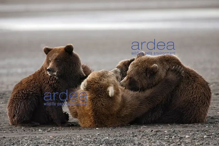 : NIS. Ardea Picture Library Contributors: NIS : NIS. Ardea Picture Library Contributors: NIS