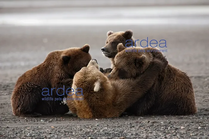 : NIS. Ardea Picture Library Contributors: NIS : NIS. Ardea Picture Library Contributors: NIS