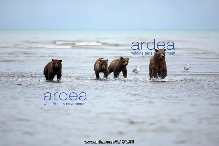 : NIS. Ardea Picture Library Contributors: NIS : NIS. Ardea Picture Library Contributors: NIS