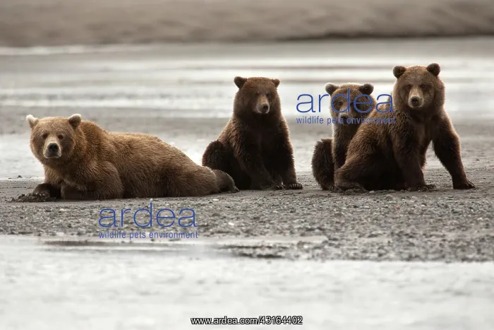 : NIS. Ardea Picture Library Contributors: NIS : NIS. Ardea Picture Library Contributors: NIS