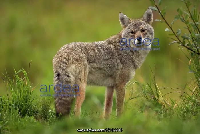 : NIS. Ardea Picture Library Contributors: NIS : NIS. Ardea Picture Library Contributors: NIS