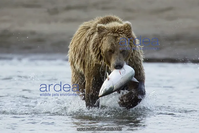 : NIS. Ardea Picture Library Contributors: NIS : NIS. Ardea Picture Library Contributors: NIS