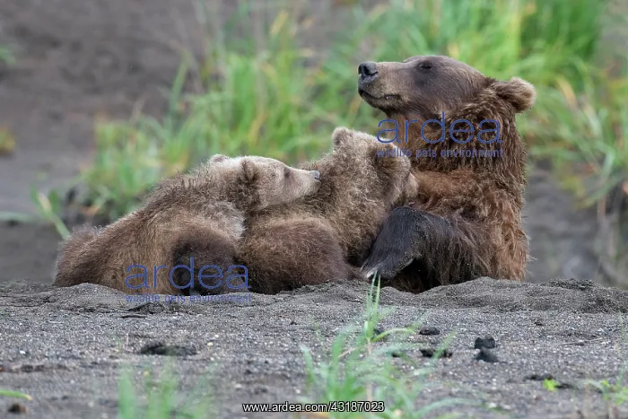 : NIS. Ardea Picture Library Contributors: NIS : NIS. Ardea Picture Library Contributors: NIS