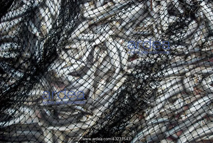 : Nisga'a First Nation eulachon grease camp : Nisga'a First Nation eulachon grease camp