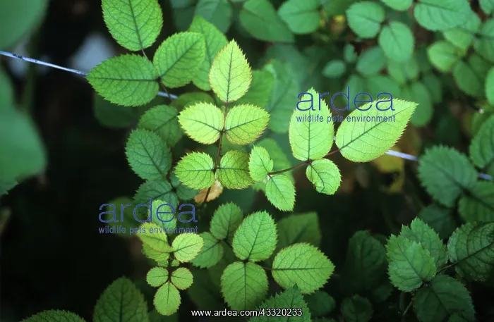 : Nitrogen deficiency chlorosis : Nitrogen deficiency chlorosis