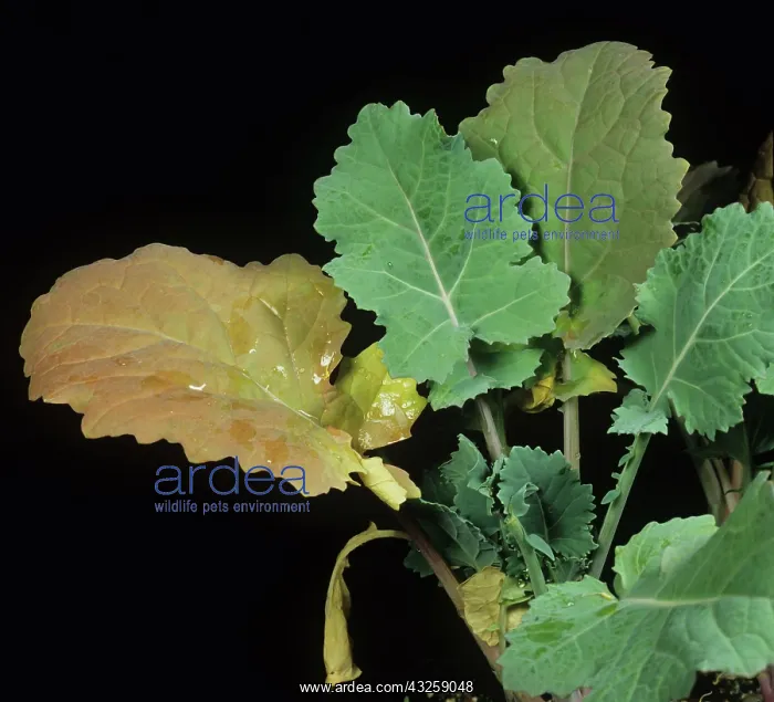 : Nitrogen deficient oilseed rape leaf : Nitrogen deficient oilseed rape leaf