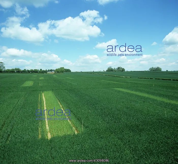 : Nitrogen fertilizer input trial : Nitrogen fertilizer input trial
