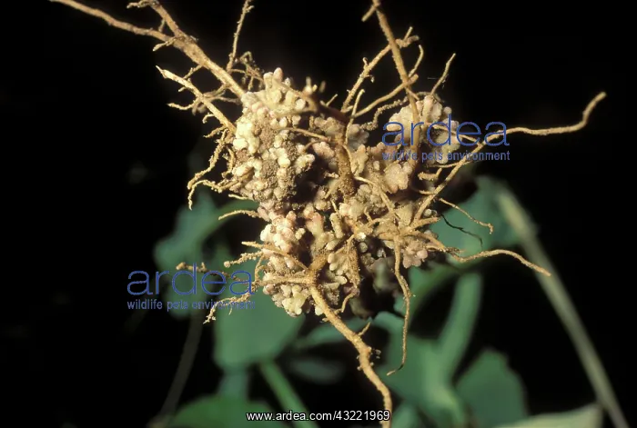 : Nitrogen-Fixing Nodules on Pea Roots : Nitrogen-Fixing Nodules on Pea Roots