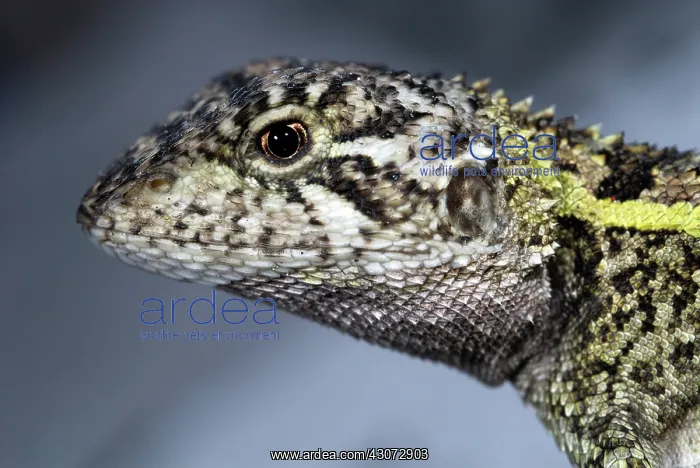 : Nobbi Dragon Lizard : Nobbi Dragon Lizard