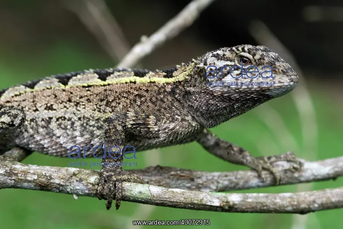: Nobbi Dragon Lizard : Nobbi Dragon Lizard