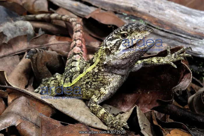 : Nobbi Dragon Lizard : Nobbi Dragon Lizard