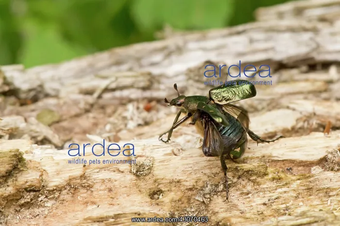 : Noble chafer (Gnorimus nobilis). Allindelille Fredskov : Noble chafer (Gnorimus nobilis). Allindelille Fredskov