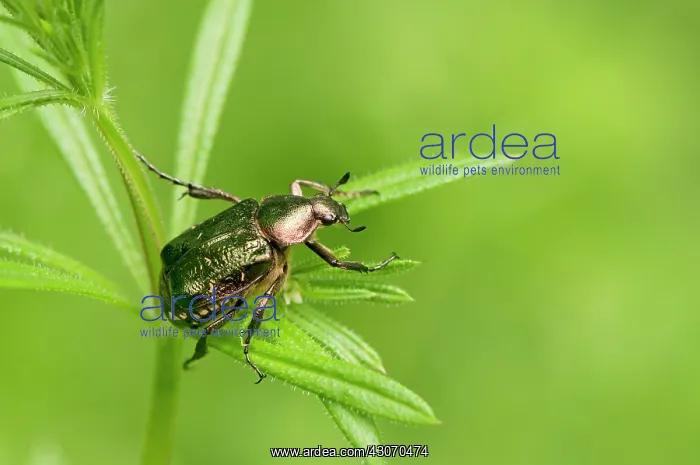 : Noble chafer (Gnorimus nobilis). Allindelille Fredskov : Noble chafer (Gnorimus nobilis). Allindelille Fredskov