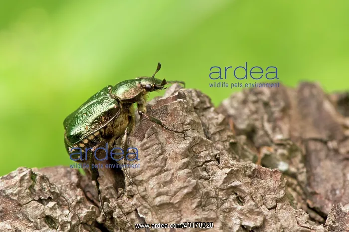 : Noble chafer (Gnorimus nobilis). Allindelille Fredskov : Noble chafer (Gnorimus nobilis). Allindelille Fredskov