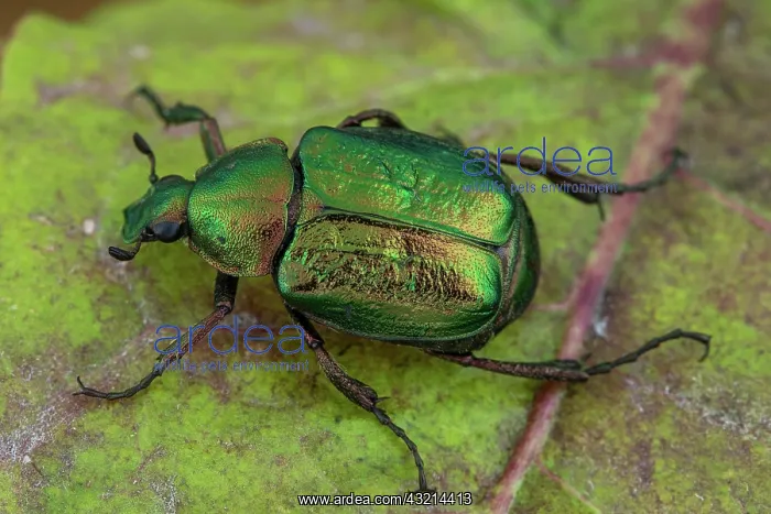 : Noble chafer (Gnorimus nobilis), Fontaine la Mallet : Noble chafer (Gnorimus nobilis), Fontaine la Mallet