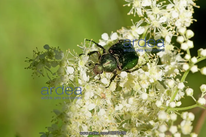 : Noble chafer (Gnorimus nobilis) feeding. Haltorp : Noble chafer (Gnorimus nobilis) feeding. Haltorp