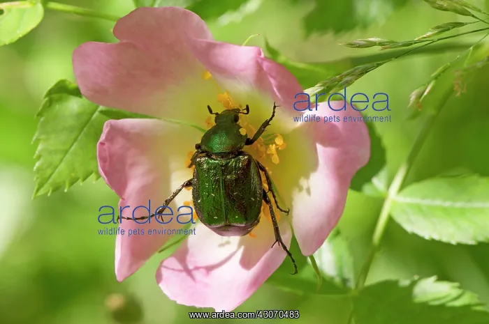 : Noble chafer (Gnorimus nobilis) feeding in Rose : Noble chafer (Gnorimus nobilis) feeding in Rose