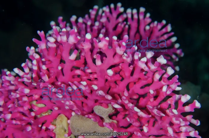: Noble Coral - Loleo dive site, Weda, Halmahera : Noble Coral - Loleo dive site, Weda, Halmahera
