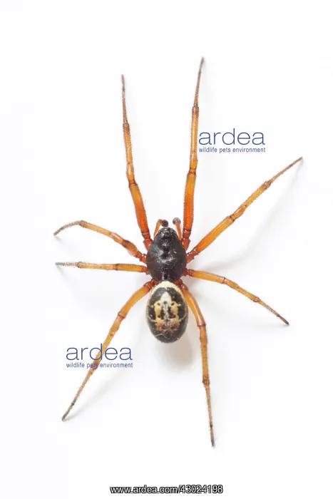: Noble False Widow Spider : Noble False Widow Spider