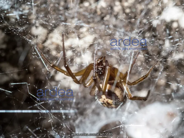 : Noble False Widow spider - adult female outside nest chamber : Noble False Widow spider - adult female outside nest chamber