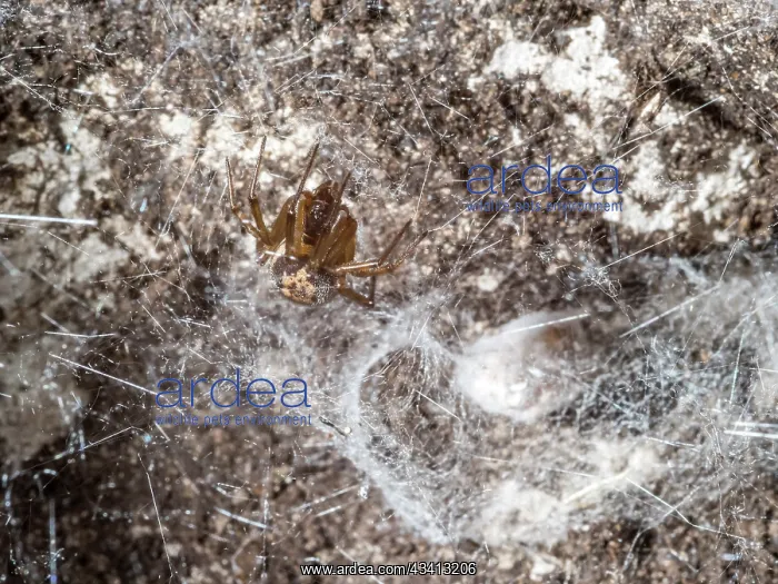 : Noble False Widow spider - adult female outside nest chamber : Noble False Widow spider - adult female outside nest chamber
