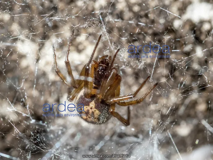 : Noble False Widow spider - adult female on web - UK : Noble False Widow spider - adult female on web - UK