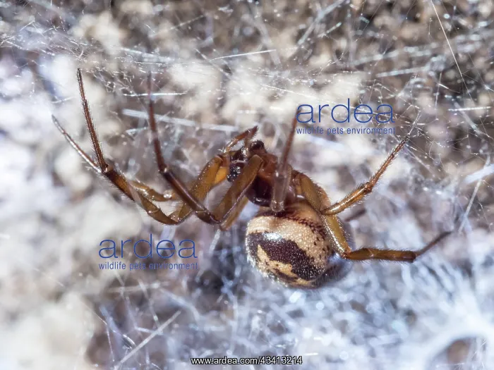 : Noble False Widow spider - adult female on web - UK : Noble False Widow spider - adult female on web - UK