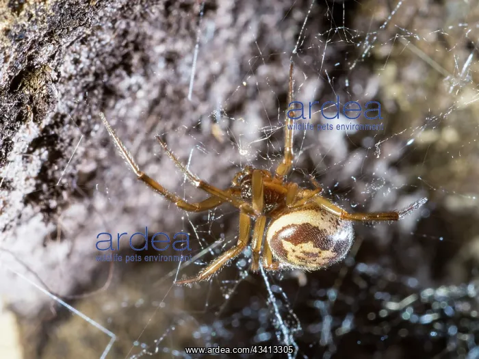 : Noble False Widow spider - adult female on web - UK : Noble False Widow spider - adult female on web - UK