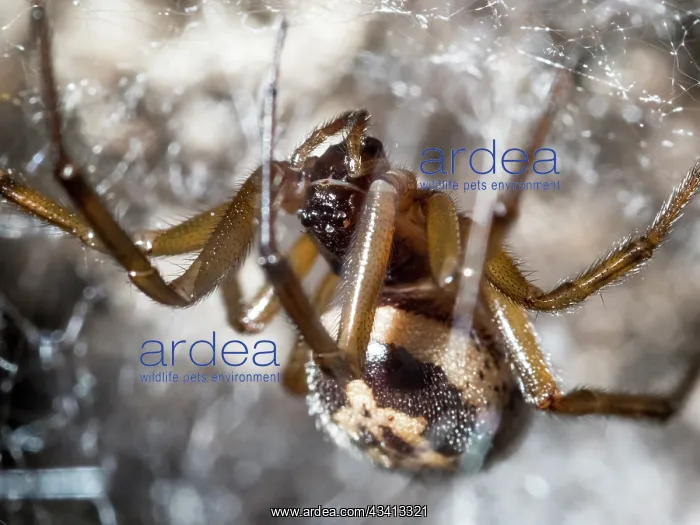 : Noble False Widow spider - adult female on web - UK : Noble False Widow spider - adult female on web - UK