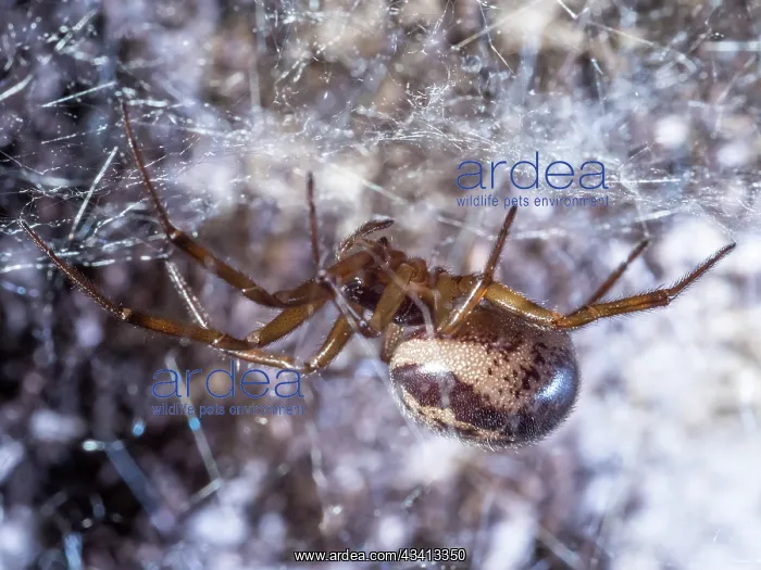 : Noble False Widow spider - adult female on web - UK : Noble False Widow spider - adult female on web - UK