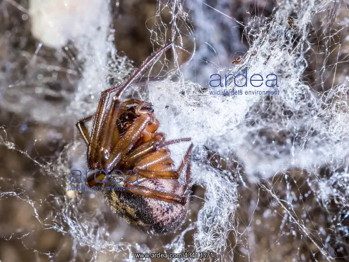 : Noble False Widow spider - adult female on web - UK : Noble False Widow spider - adult female on web - UK