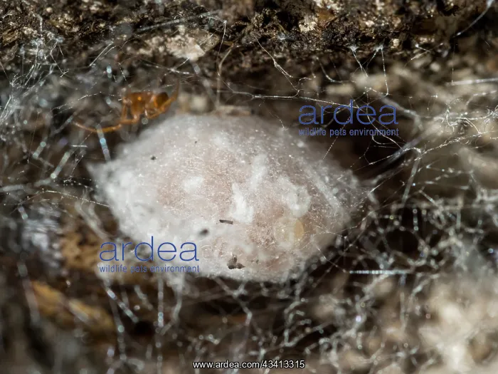 : Noble False Widow spider - egg sac - UK : Noble False Widow spider - egg sac - UK