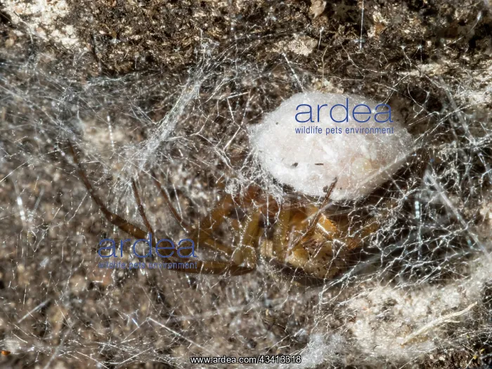 : Noble False Widow spider - female guarding egg sac - UK : Noble False Widow spider - female guarding egg sac - UK