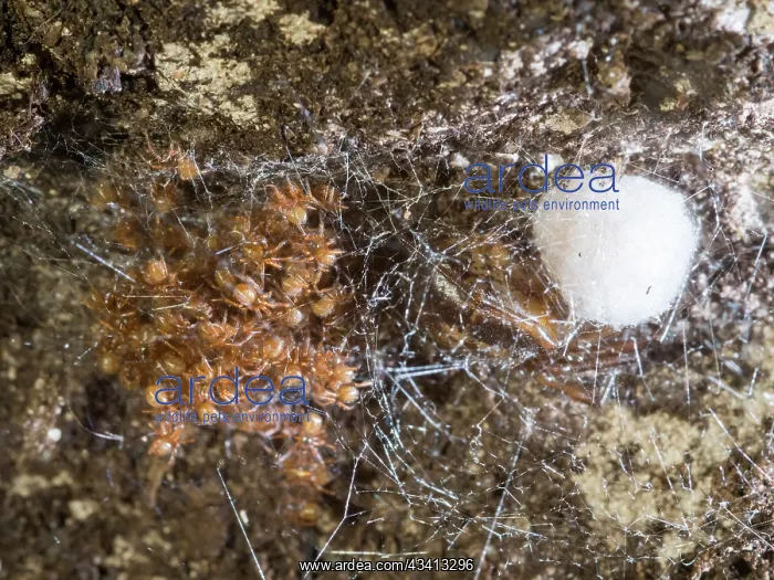 : Noble False Widow spider - spiderlings and adult female with : Noble False Widow spider - spiderlings and adult female with