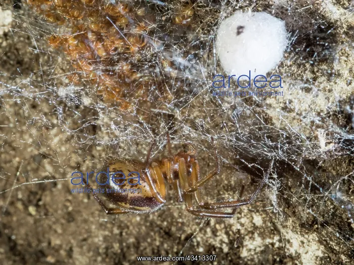 : Noble False Widow spider - spiderlings and adult female with : Noble False Widow spider - spiderlings and adult female with