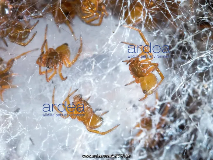 : Noble False Widow spider - spiderlings and unhatched egg sac : Noble False Widow spider - spiderlings and unhatched egg sac