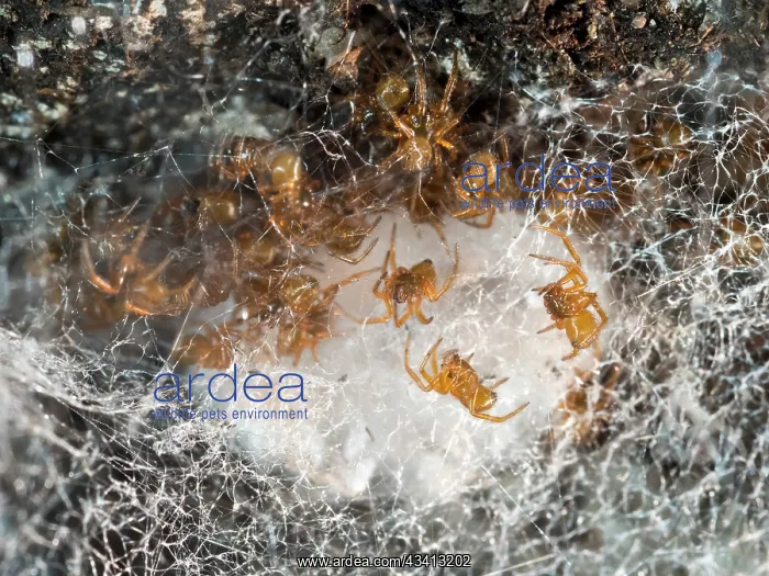 : Noble False Widow spider - spiderlings and unhatched egg sac : Noble False Widow spider - spiderlings and unhatched egg sac