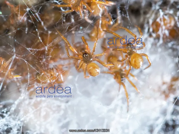 : Noble False Widow spider - spiderlings and unhatched egg sac : Noble False Widow spider - spiderlings and unhatched egg sac