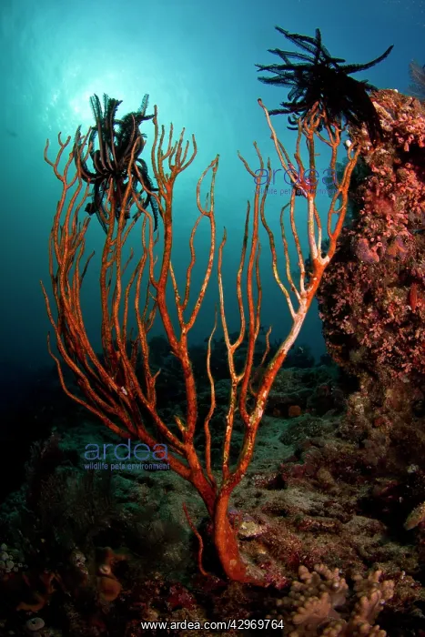 : Noble Feather Star - on a brocken sea fan : Noble Feather Star - on a brocken sea fan
