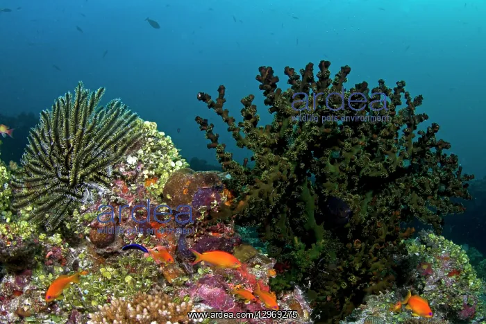 : Noble Feather Star - Tubastrea Micranthus Coral : Noble Feather Star - Tubastrea Micranthus Coral