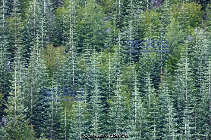 : Noble Fir Plantation : Noble Fir Plantation