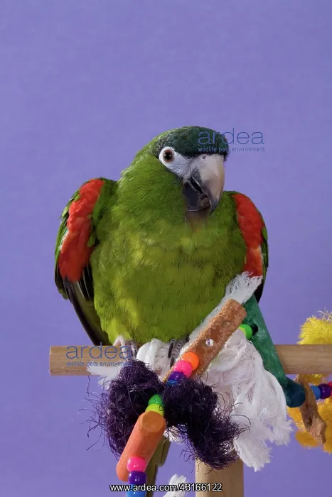 : Noble Mini-macaw : Noble Mini-macaw