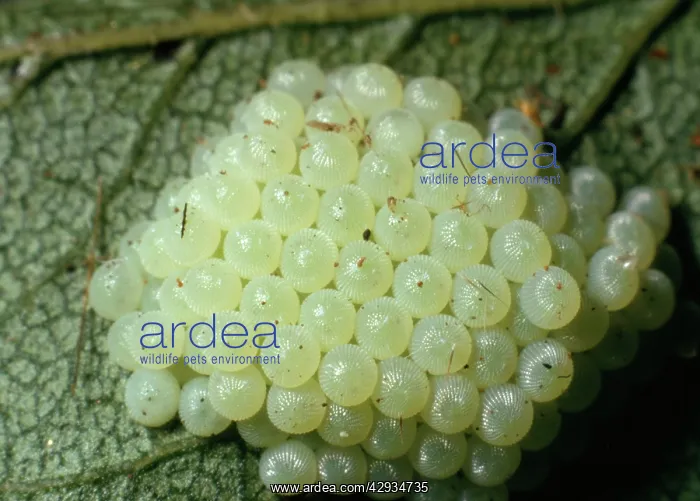  : Noctuid Moth - Egg Cluster on blackthorn