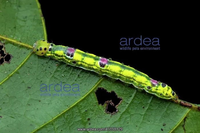 : Noctuid moth (Noctuidae sp) caterpillar on a leaf : Noctuid moth (Noctuidae sp) caterpillar on a leaf