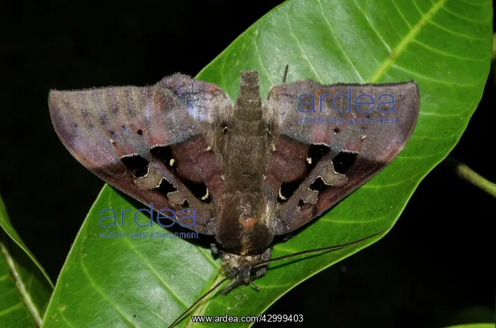 : Noctuidae Moth - on leaf - Klungkung, Bali, Indonesia : Noctuidae Moth - on leaf - Klungkung, Bali, Indonesia