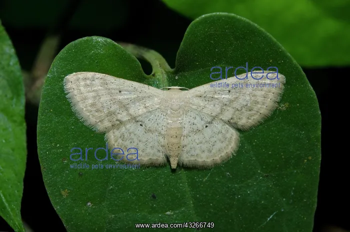 : Noctuidae moth on leaf - Klungkung, Bali, Indonesia : Noctuidae moth on leaf - Klungkung, Bali, Indonesia