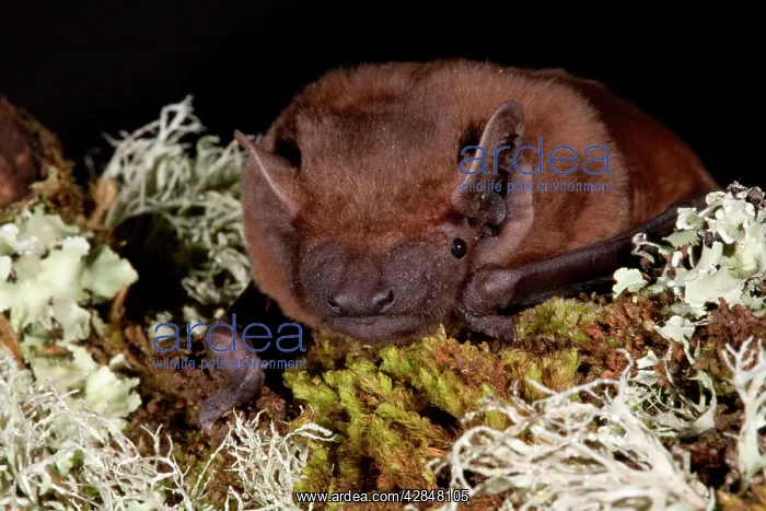  : Noctule Bat