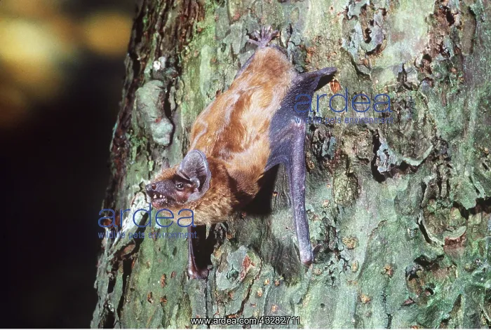 : Noctule BAT - clinging to tree trunk : Noctule BAT - clinging to tree trunk